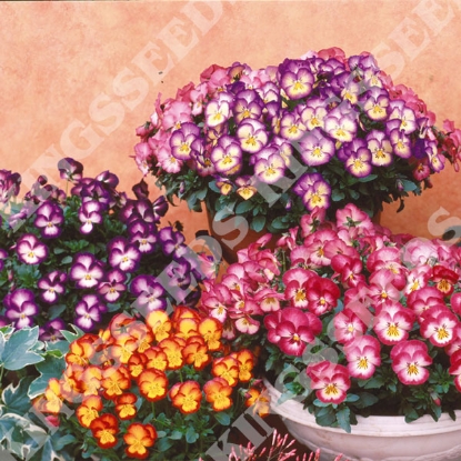 Picture of Pansy Ultima Radiance Mix F1