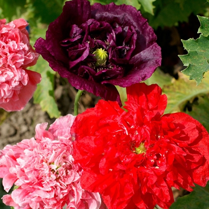 Picture of Papaver (Poppy Seeds) Somniferum Double Mixed