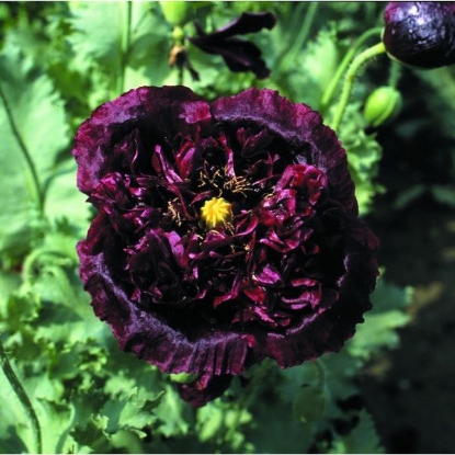 Picture of Papaver (Poppy) Paeoniflorum Black Peony