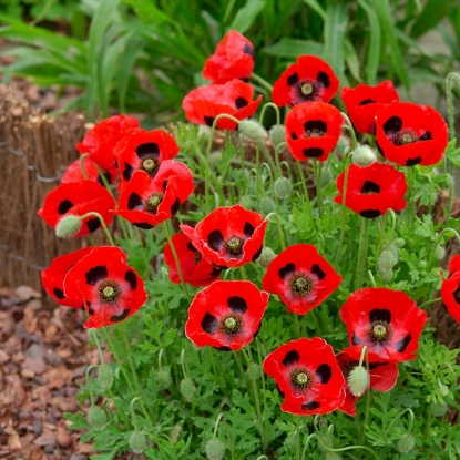 Picture of Papaver (Poppy Seeds) Communtatum Ladybird