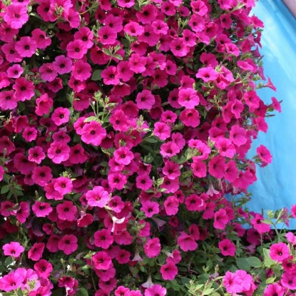 Picture of Petunia Hybrida Purple Velvet F1 Pellets