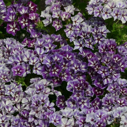 Picture of Phlox Sugar Stars