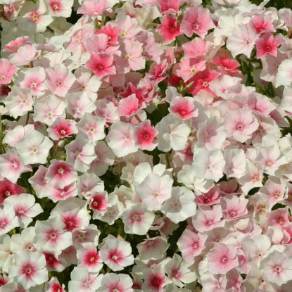 Picture of Phlox Drummondii Blushing Bride