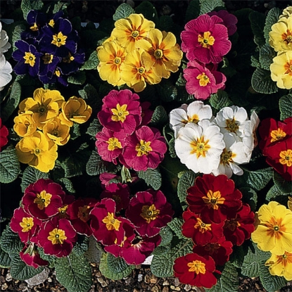 Picture of Polyanthus Regal Mixed