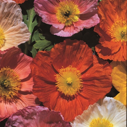 Picture of Papaver (Poppy Seeds) Iceland Giant