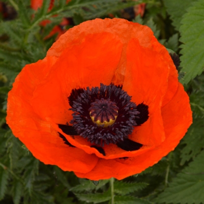 Picture of Papaver (Poppy Seeds) Brilliant Scarlet