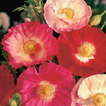 Picture of Papaver (Poppy Seeds) Shirley Double