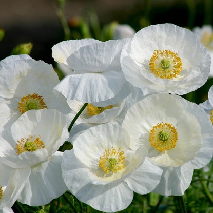 Picture of Papaver (Poppy Seeds) Bridal Silk