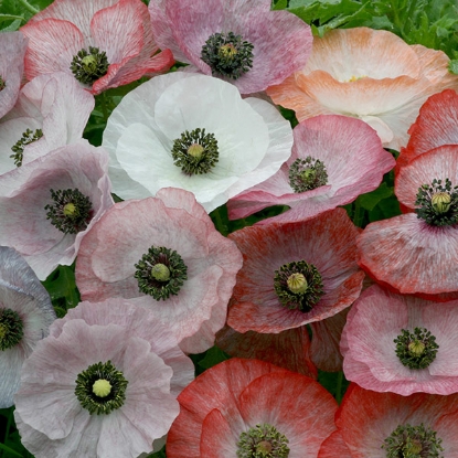 Picture of Papaver (Poppy Seeds) Mother Of Pearl