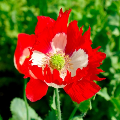 Picture of Papaver (Poppy Seeds) Victoria Cross