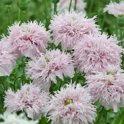 Picture of Papaver (Poppy Seeds) Somniferum Lilac Pom Pom