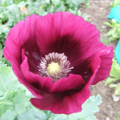 Picture of Papaver (Poppy Seeds) Somniferum Laurens Grape