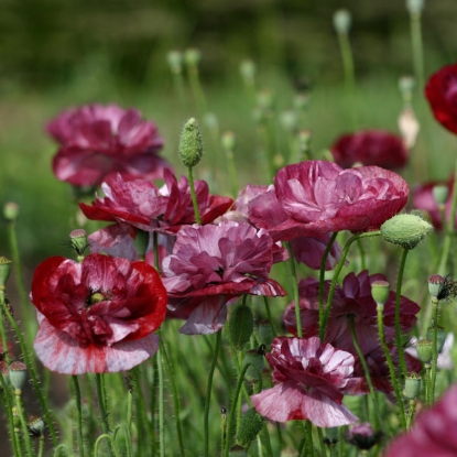 Picture of Papaver (Poppy Seeds) Rhoeas Pandora