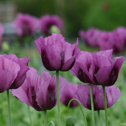 Picture of Papaver (Poppy Seeds) Hungarian Blue