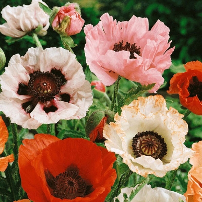 Picture of Papaver (Poppy Seeds) Orientale New Hybrids Mixed