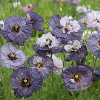 Picture of Papaver (Poppy Seeds) Rhoeas Amazing Grey