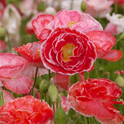 Picture of Papaver (Poppy Seeds) Rhoeas Falling in Love