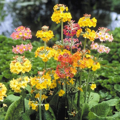 Picture of Primula Candelabra Mixed