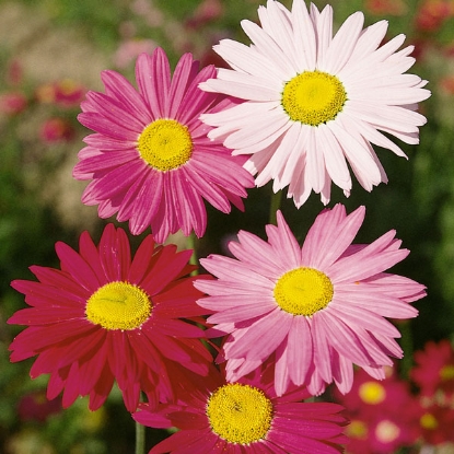 Picture of Pyrethrum Hybridum Mixed