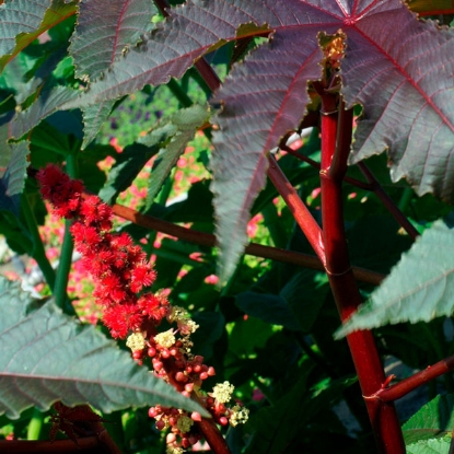 Picture of Ricinus Gibsonii