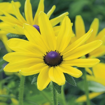 Picture of Rudbeckia Irish Eyes