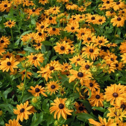 Picture of Rudbeckia Marmalade