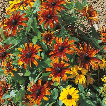 Picture of Rudbeckia Rustic Dwarfs