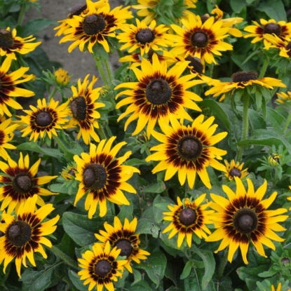 Picture of Rudbeckia Hirta Kelvedon Star