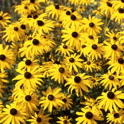 Picture of Rudbeckia Fulgida Goldsturm