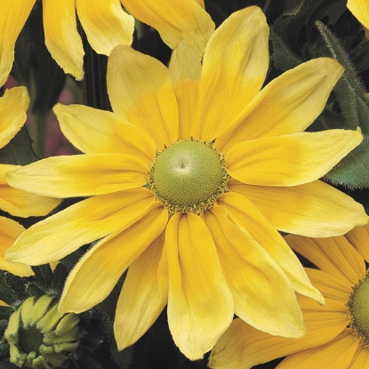 Picture of Rudbeckia Praire Sun