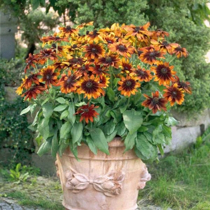 Picture of Rudbeckia Autumn Colours