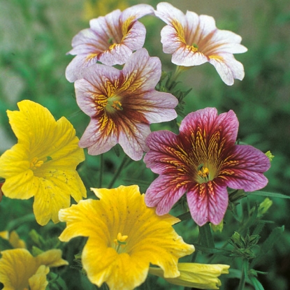 Picture of Salpiglossis Bolero F2