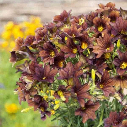 Picture of Salpiglossis Café au Lait