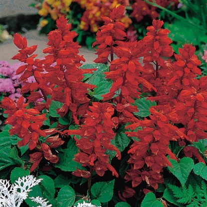 Picture of Salvia Blaze of Fire