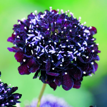 Picture of Scabiosa  Atropurpurea Black Knight