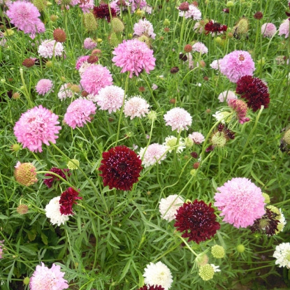 Picture of Scabious  Tall Double