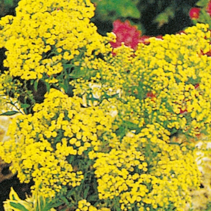 Picture of Solidago Yellow Springs (Golden Rod)