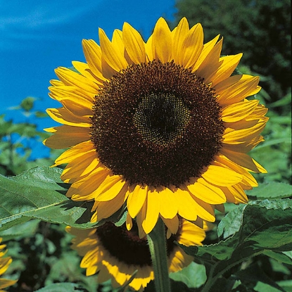 Picture of Sunflower Giant Single Seeds