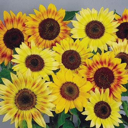 Picture of Sunflower Music Box Seeds