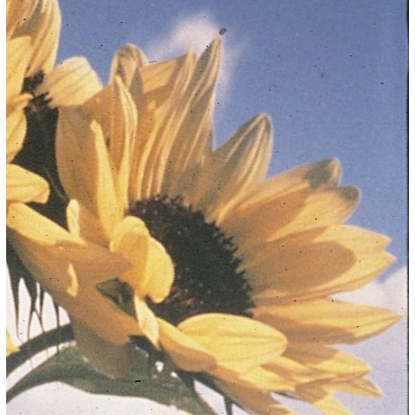 Picture of Sunflower Moonwalker Seeds