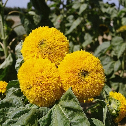 Picture of Sunflower Teddy Bears Seeds