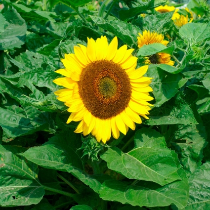 Picture of Sunflower Bambino Seeds