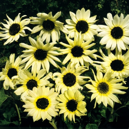 Picture of Sunflower Vanilla Ice Seeds