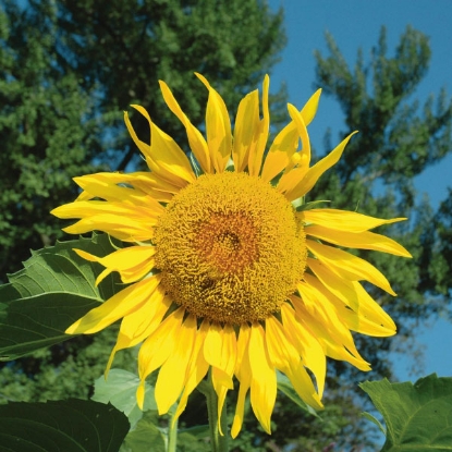 Picture of Sunflower Pikes Peak Seeds