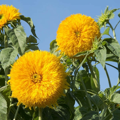 Picture of Sunflower Double Sun King Seeds