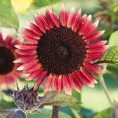 Picture of Sunflower Ms Mars Seeds