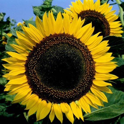 Picture of Sunflower Taiyo Seeds