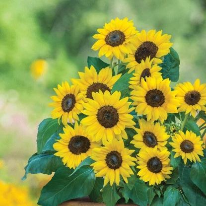 Picture of Sunflower Dwarf Sunray Yellow F1 Seeds