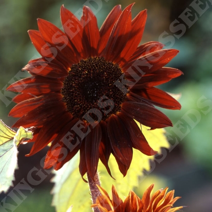 Picture of Sunflower Claret F1 Seeds