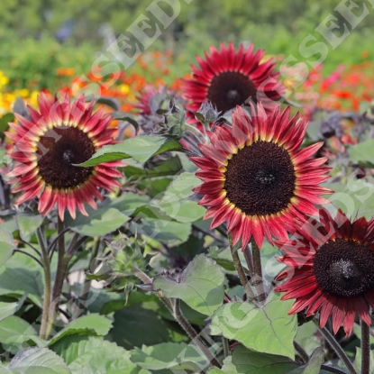 Picture of Sunflower Desire Red F1